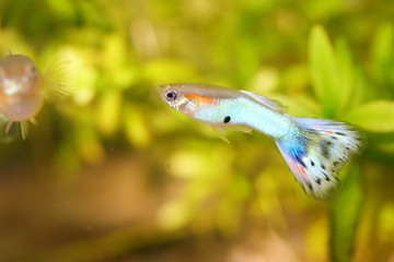 Image showing Guppy   (Poecilia reticulata) 