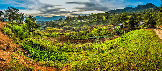 Image showing Fields with harvest