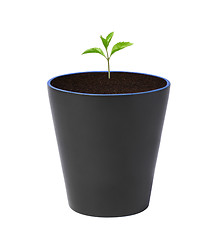 Image showing Young plant in pot