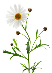 Image showing Daisy on white background