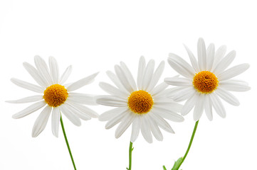 Image showing Daisies on white background