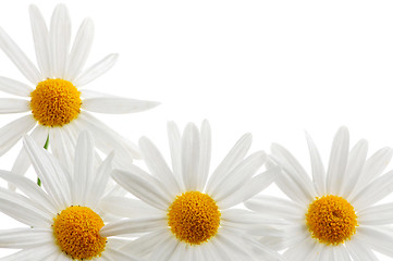 Image showing Daisies on white background