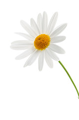 Image showing Daisy on white background