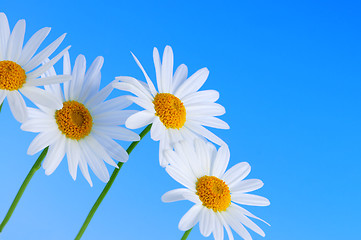 Image showing Daisy flowers on blue background