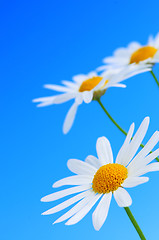 Image showing Daisy flowers on blue background