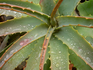 Image showing Aloes