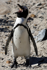 Image showing african penguin spheniscus demersus