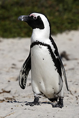 Image showing african penguin spheniscus demersus