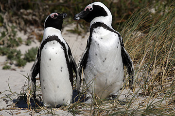 Image showing african penguin spheniscus demersus