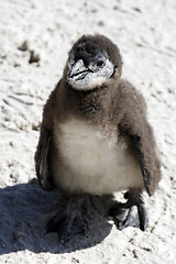 Image showing african penguin spheniscus demersus