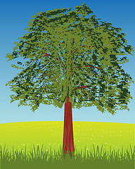 Image showing Solitary tree on glade