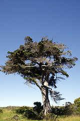 Image showing african tree