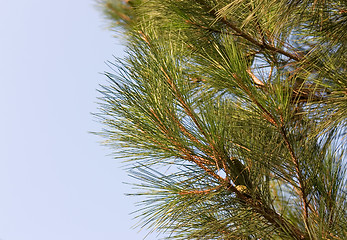 Image showing Pine-tree branch