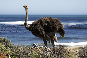 Image showing southern ostrich struthio camelus