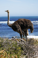 Image showing southern ostrich struthio camelus