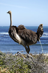 Image showing southern ostrich struthio camelus