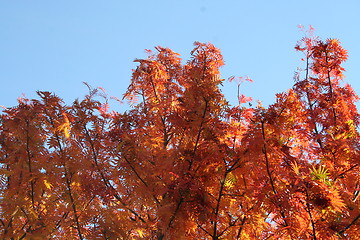 Image showing Autumn colors