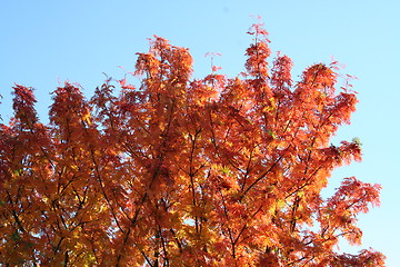 Image showing Autumn colors