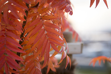 Image showing Autumn Leafs