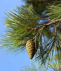 Image showing Pine-tree branch