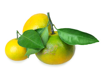 Image showing Three full fruit of yellow tangerines with several green leafs