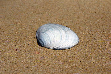 Image showing Sea shells on sand. Summer beach background. 