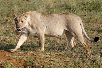 Image showing female lion