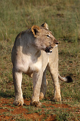 Image showing female lion