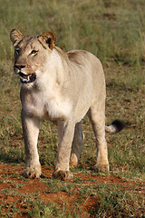 Image showing female lion