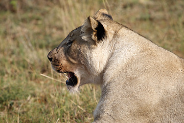 Image showing female lion