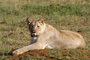 Image showing female lion