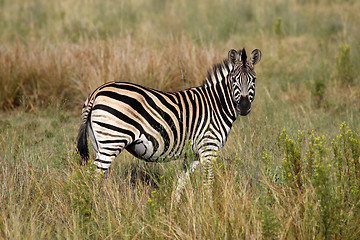 Image showing burchells zebra