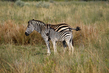 Image showing burchells zebra