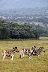 Image showing burchells zebra