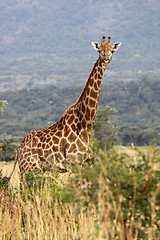 Image showing giraffe