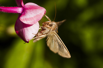 Image showing moth