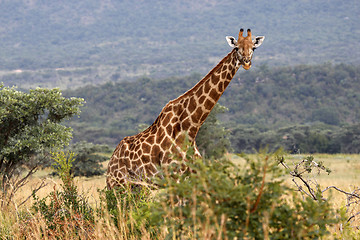 Image showing giraffe