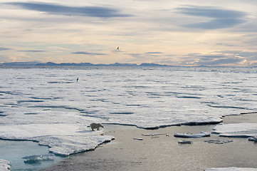 Image showing Polar bear walking on sea ice