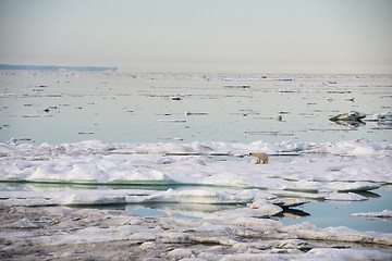 Image showing Polar bear walking on sea ice