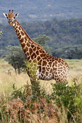 Image showing giraffe