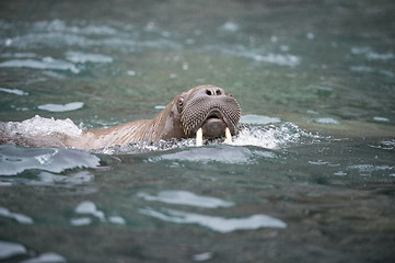 Image showing Walrus in the water