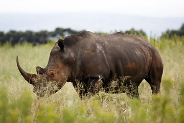 Image showing white rhinoceros