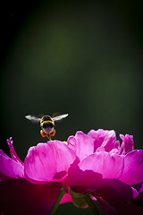 Image showing bumble bee over a peaony