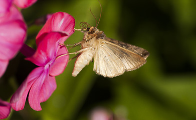 Image showing moth