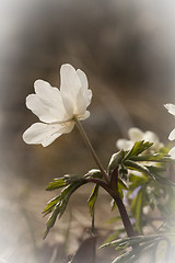 Image showing wood anemone