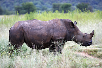 Image showing white rhinoceros