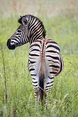 Image showing burchells zebra