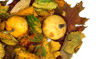 Image showing Two small decorative pumpkins on autumn dry multicolor leafs