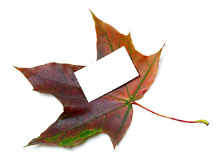 Image showing Multicolor autumn maple-leaf with white empty price card