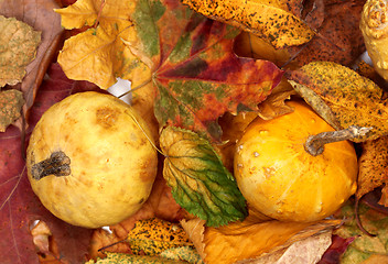 Image showing Two small decorative pumpkins on autumn multicolor leafs